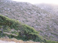 Βιολογικό Μέλι