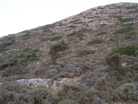 Βιολογικό Μέλι