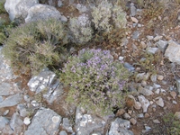 Βιολογικό Μέλι