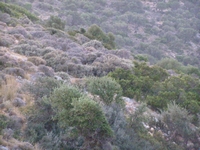 Βιολογικό Μέλι