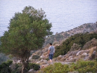 Βιολογικό Μέλι