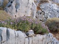 Βιολογικό Μέλι