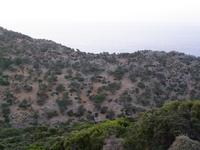 Βιολογικό Μέλι