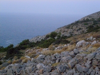 Βιολογικό Μέλι