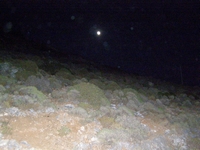 Βιολογικό Μέλι